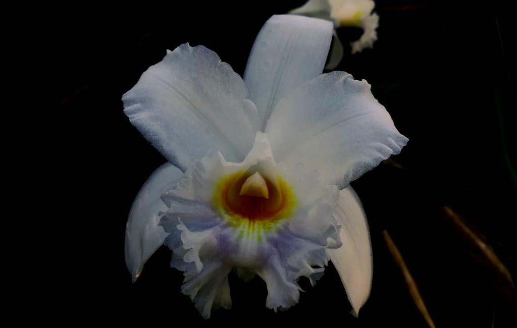 Ecuador Wildflowers Tours specialized in Orchids