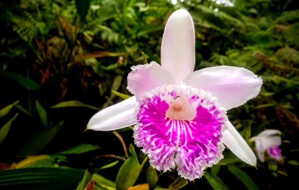 Ecuador Wildflowers and Orchid Private Tours