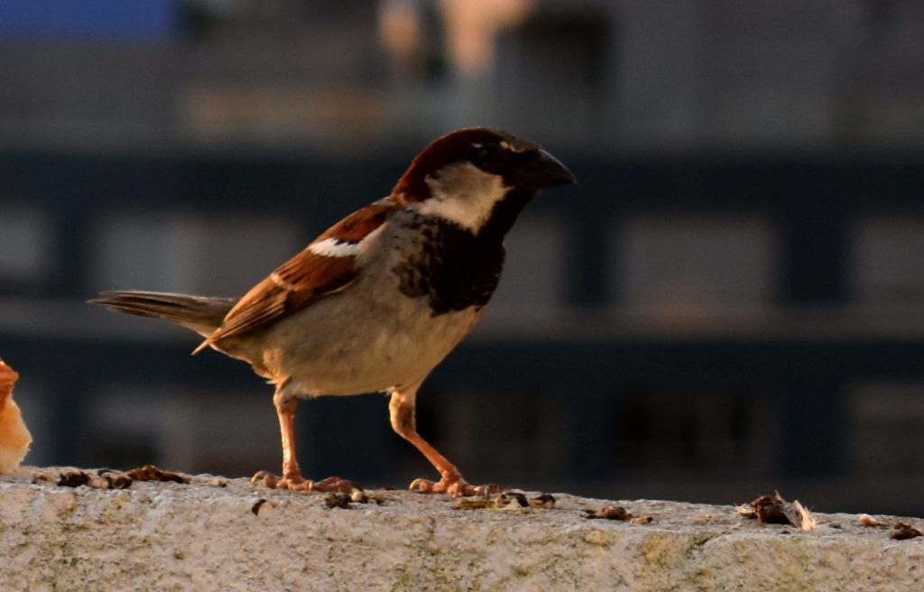 Gorrión, pájaro común
