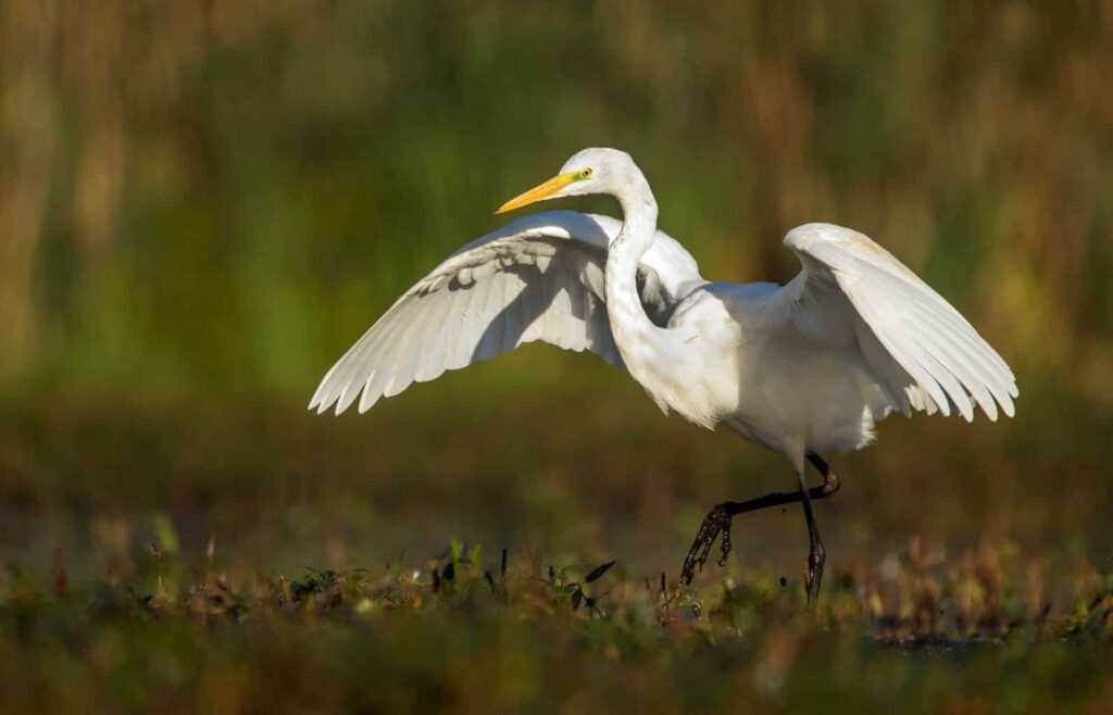 A picture of a Great Egret walking on grassy ground with wings spread wide.