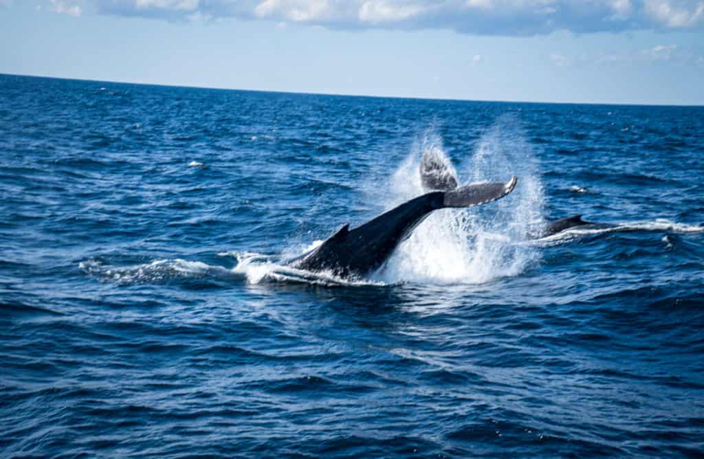 Whale tail slap on Brisbane whale watching cruise