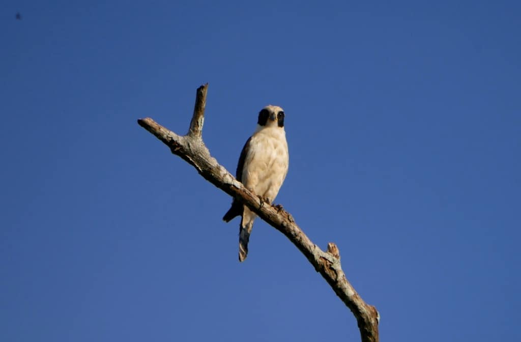 Amazon Birding: The Shiripuno River Laughing Falcon