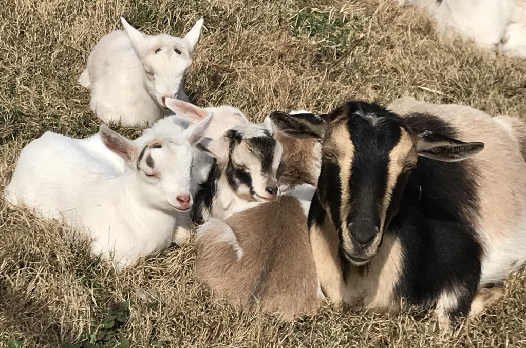 Baby Goats for Sale in Virginia - Seven Gables Farm