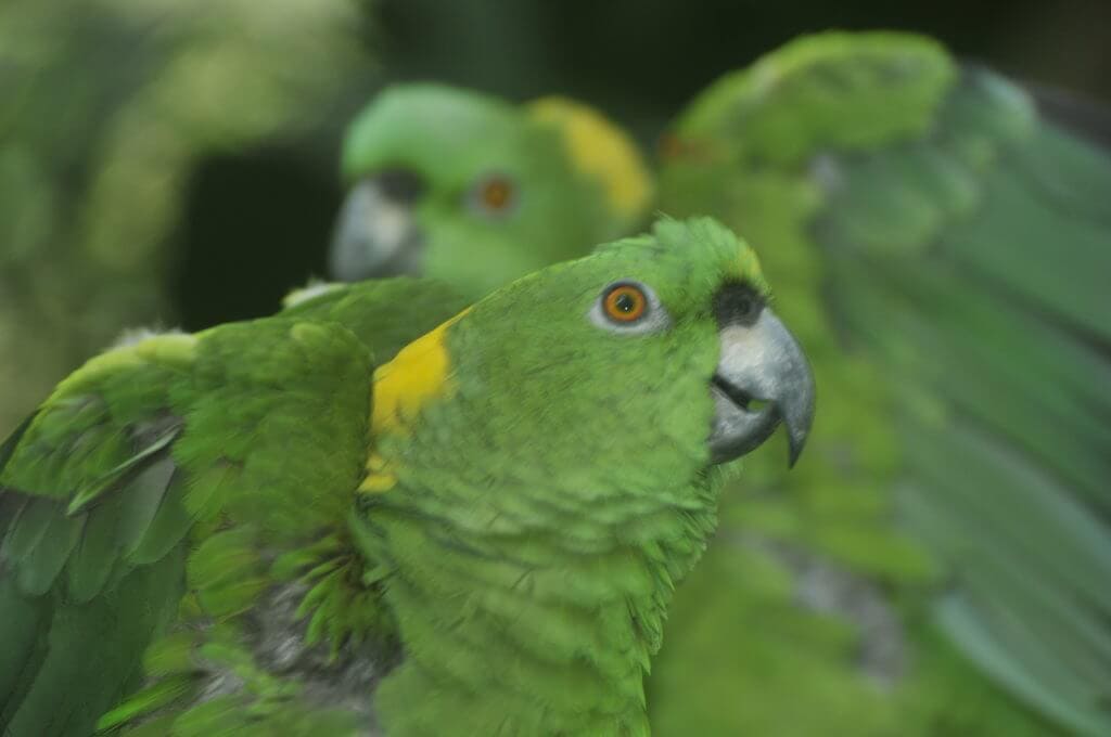 Lora copete amarillo en el Santuario de Lapas NATUWA, Costa Rica.