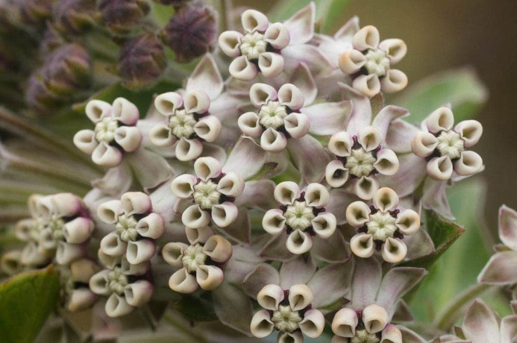 Gomphocarpus cancellatus (Apocynaceae) flowerhead