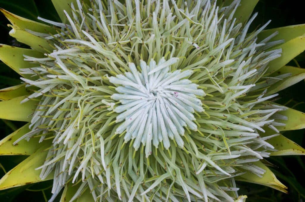 Protea cynaroides (Proteaceae) white flowered