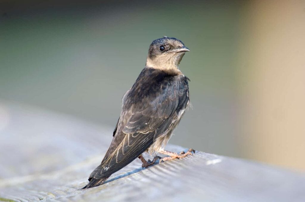 A picture of a Purple Martin standing on a wooden plank, head turned towards the camera.