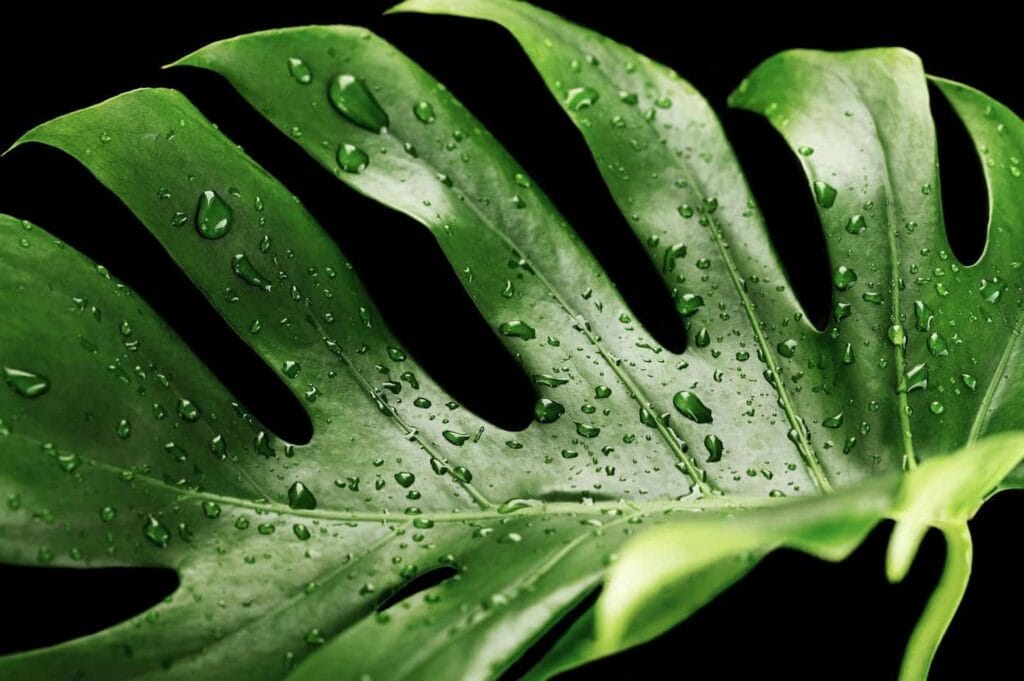 monstera deliciosa
