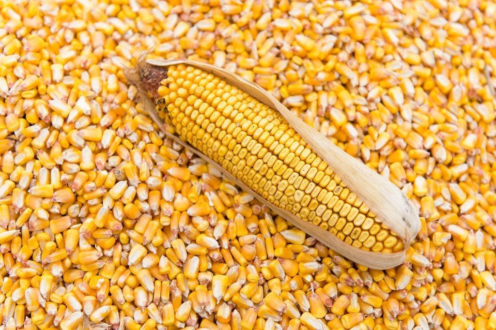 maize importation