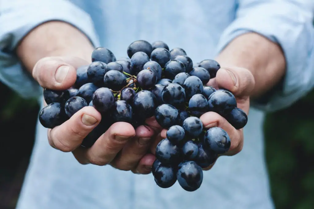 Booming wine destinations