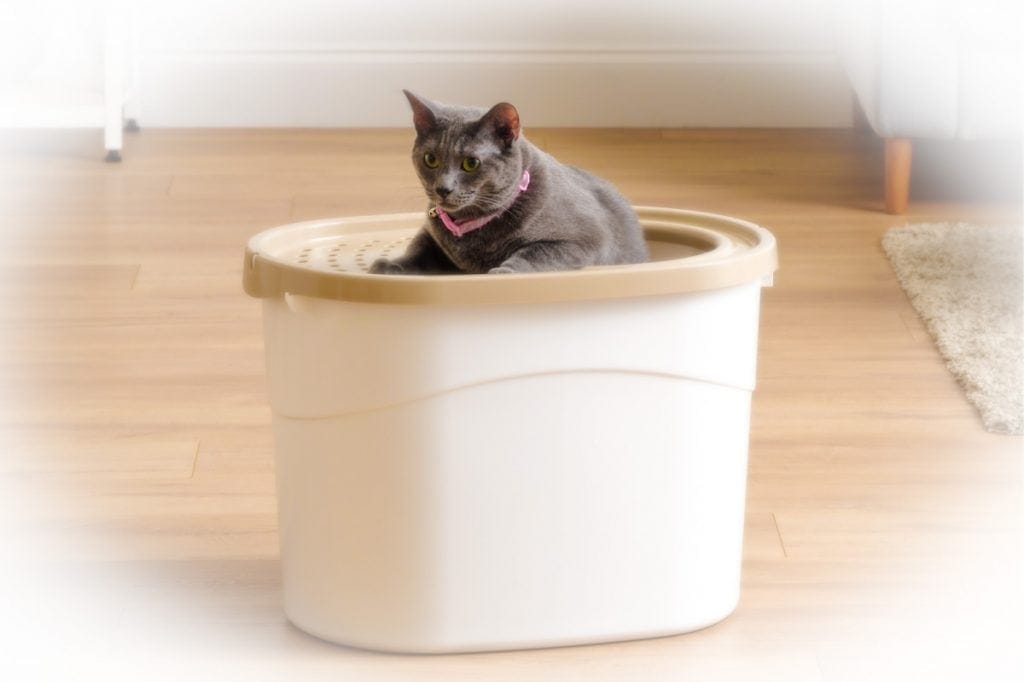 Cat on top of a IRIS Top Entry Litter Box