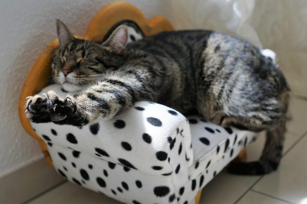 croquette premium pour les chat stérilisés