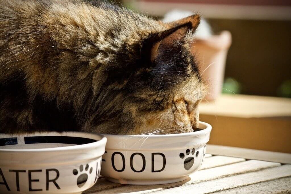 croquettes allégées pour chats stérilisés