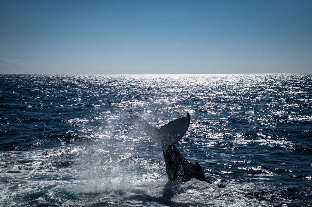 Humpback whale tail fluke seen while whale watching