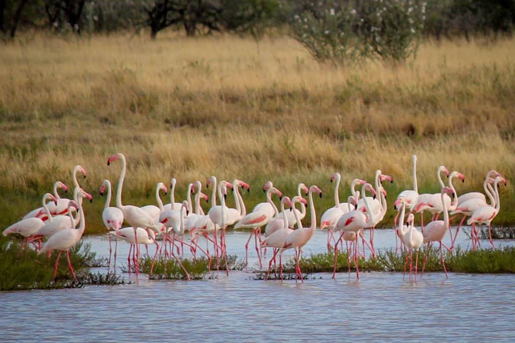 Flamingos Etosha national park
