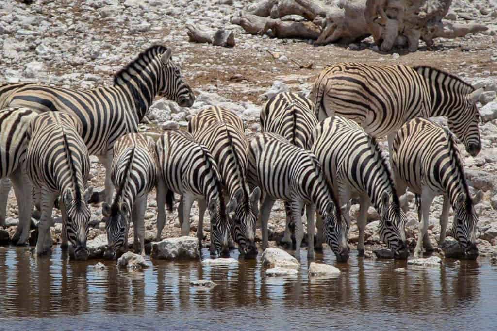 Zebras at waterhole in Etosha national park