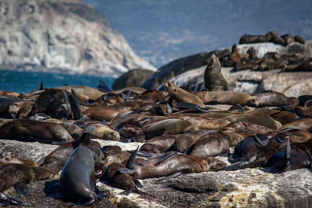 Seal Island