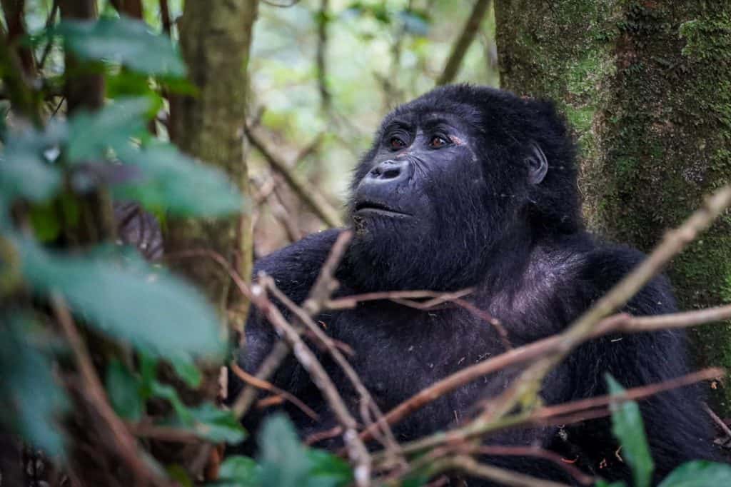 gorilla trek Uganda