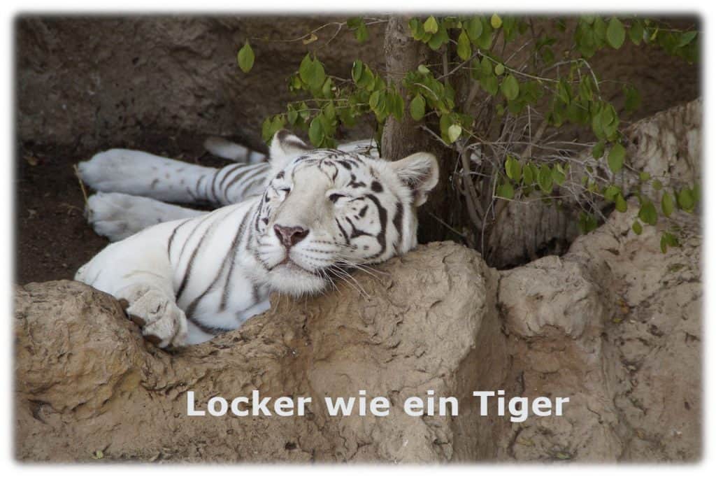 relaxen wie ein Tiger
