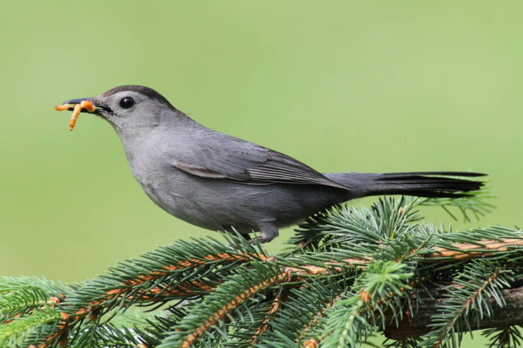 A picture of a Gray Catbird with grungiest in his mouth standing on a pine tree branch.