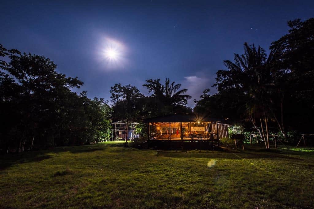 The Insects of the Amazon
