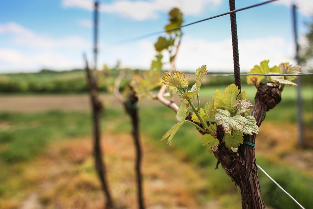 I vini della Gallura - Cantina Murales