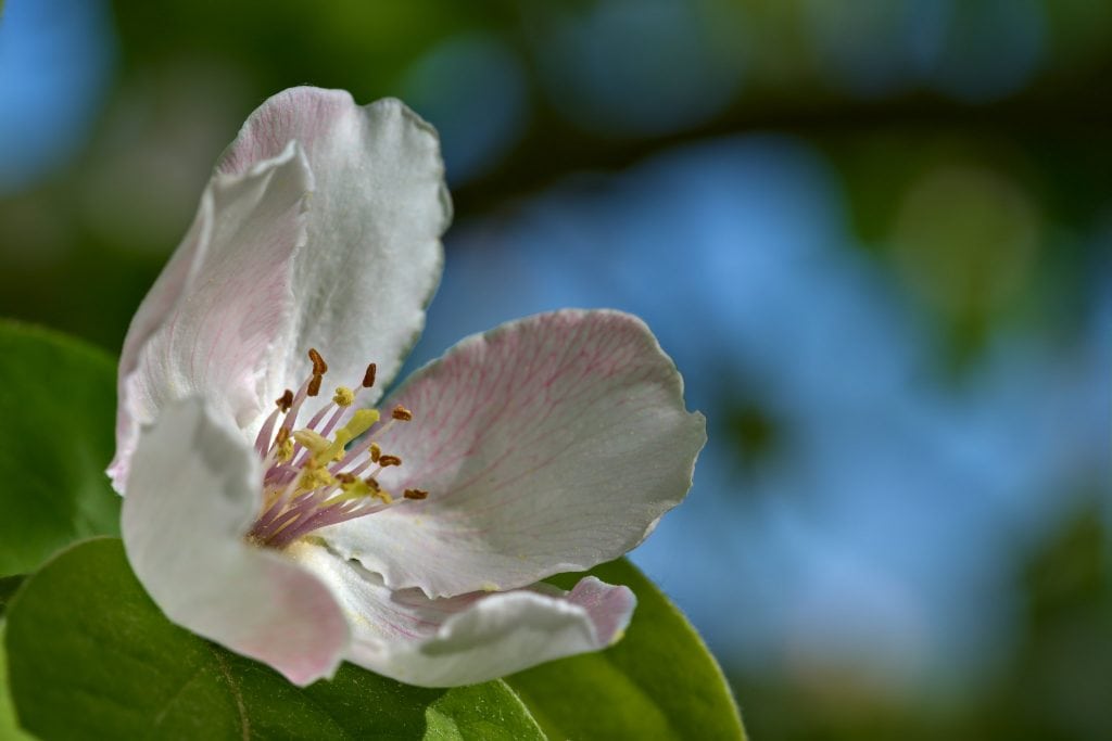 fiore-cotogna fiore-cotogna