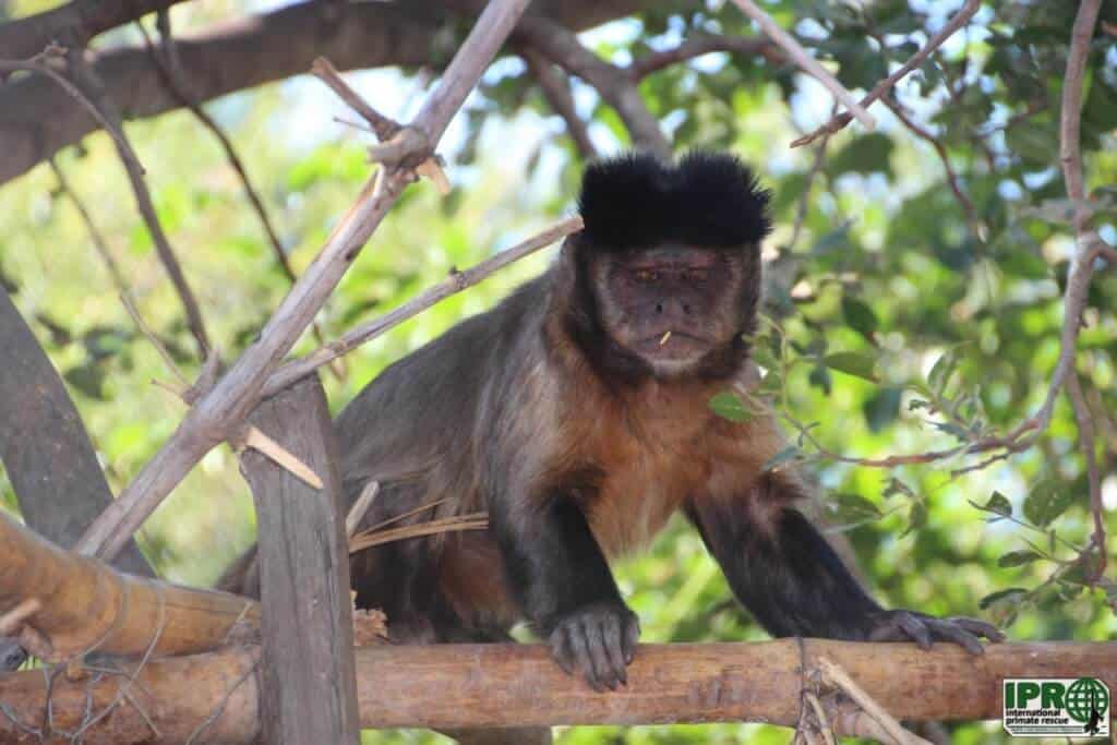 Volunteer with monkeys
