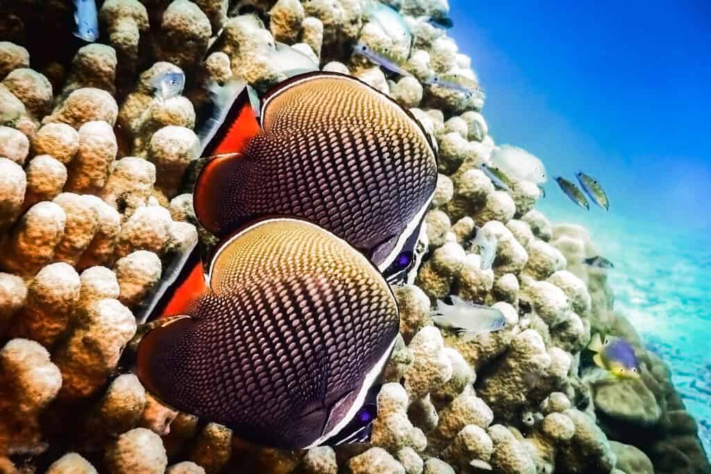 Koh Lipe Scuba Diving