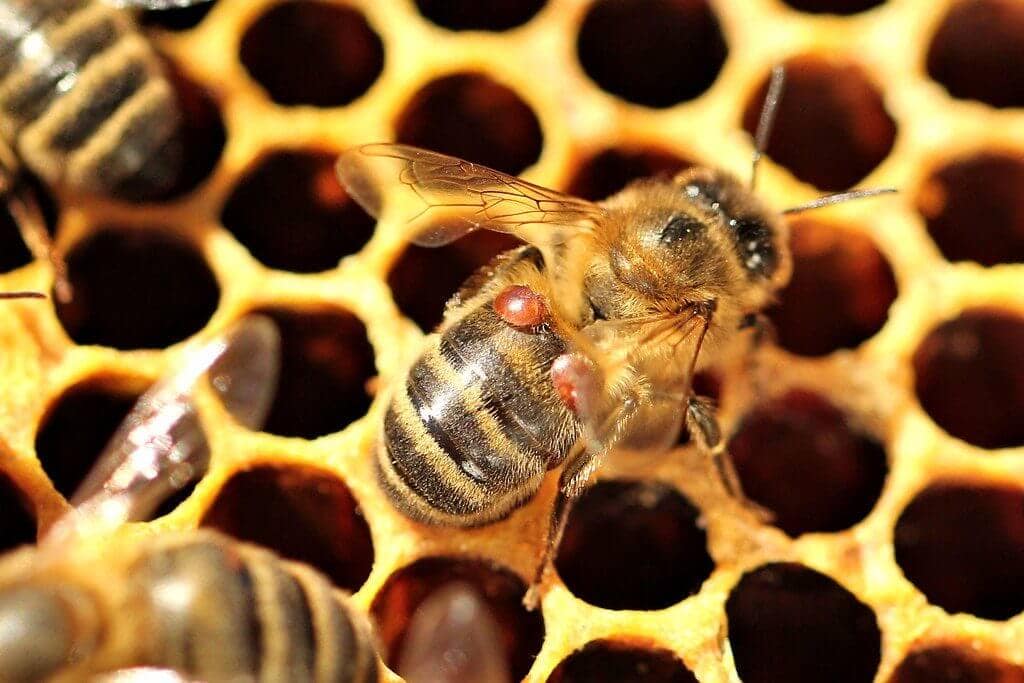 varroa, varroa mite, amitraz, varroa treatment