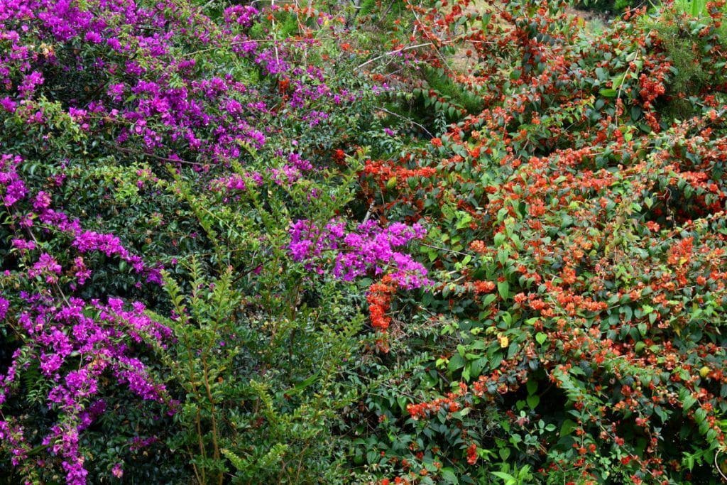 Colores de la naturaleza en la Sierra de las Minas