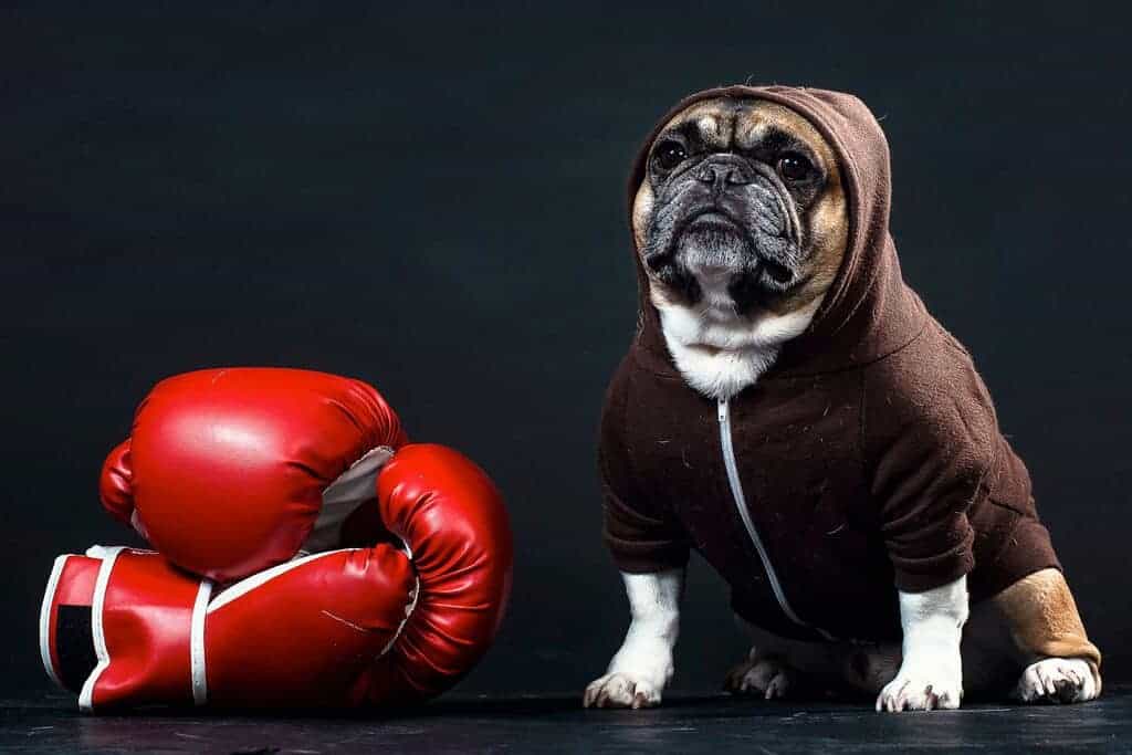 How Your Small Business Can-Run-With-the-Big-Boys-Using-SEO-featured How Your Small Business Can-Run-With-the-Big-Boys-Using-SEO-featured