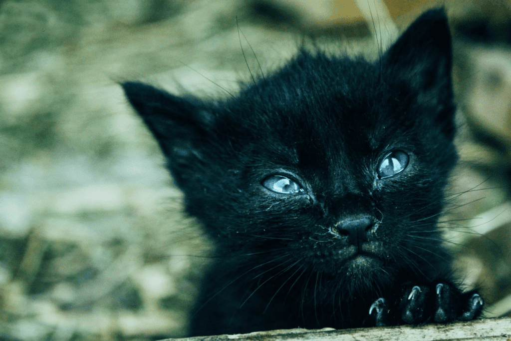 Image of a young and weak kitten, possibly suffering from anemia