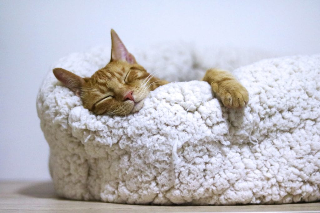 Image of Cat resting after a surgery