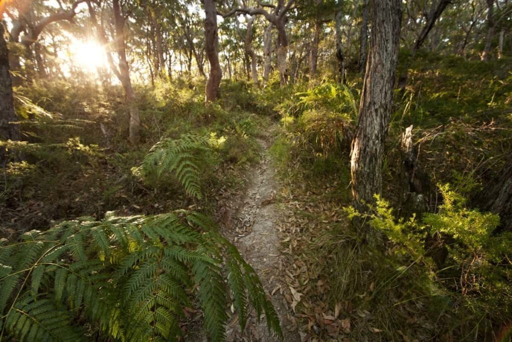 Palms Track at Munmorah State Conservation Area
