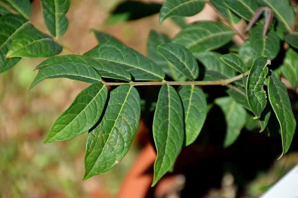 araza tree