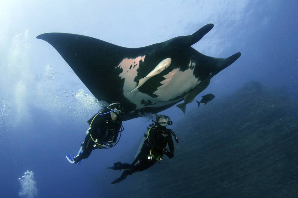 worldmantaday, #worldmantaday, world manta day, mantas