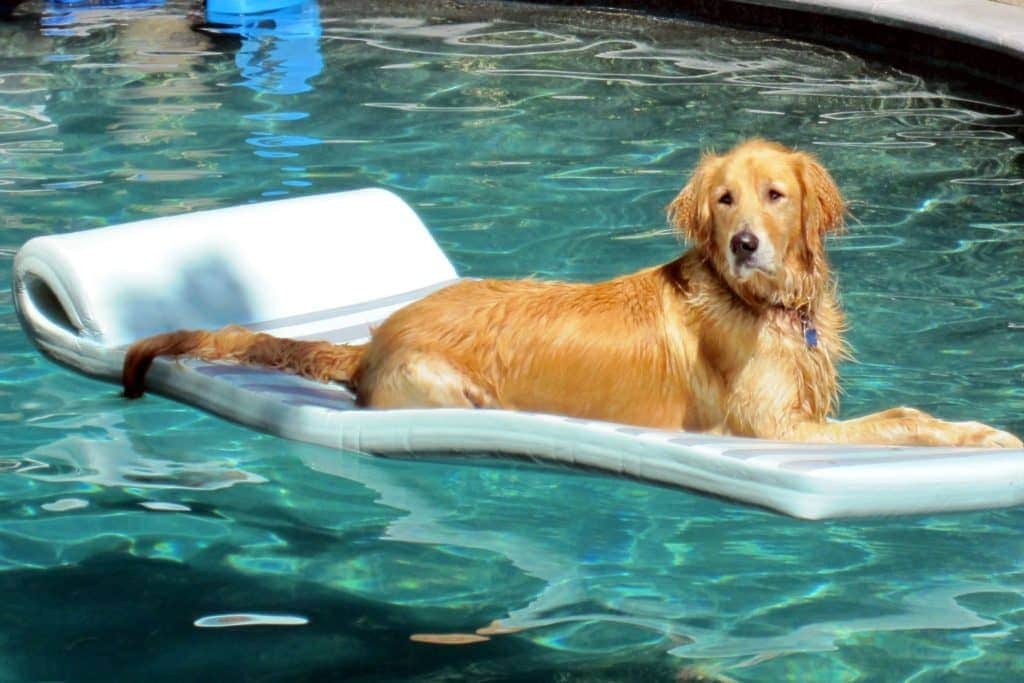 dog, dogs, mans best friend, unconditional love, empty nest dogs