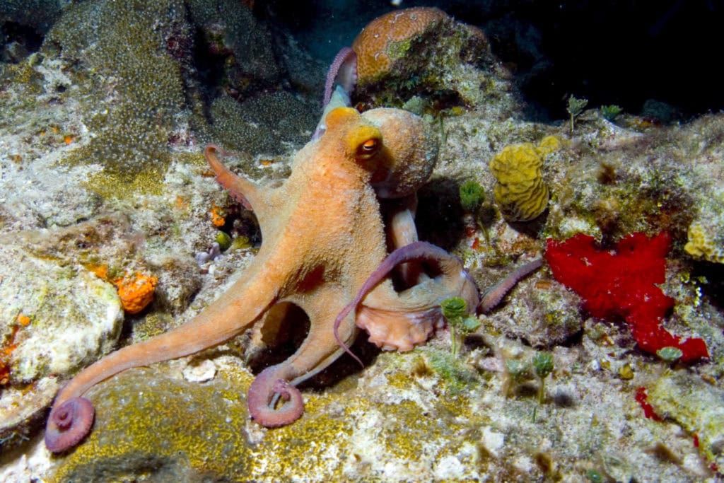 my octopus teacher, octopus, common octopus, caribbean octopus, octopus fun facts