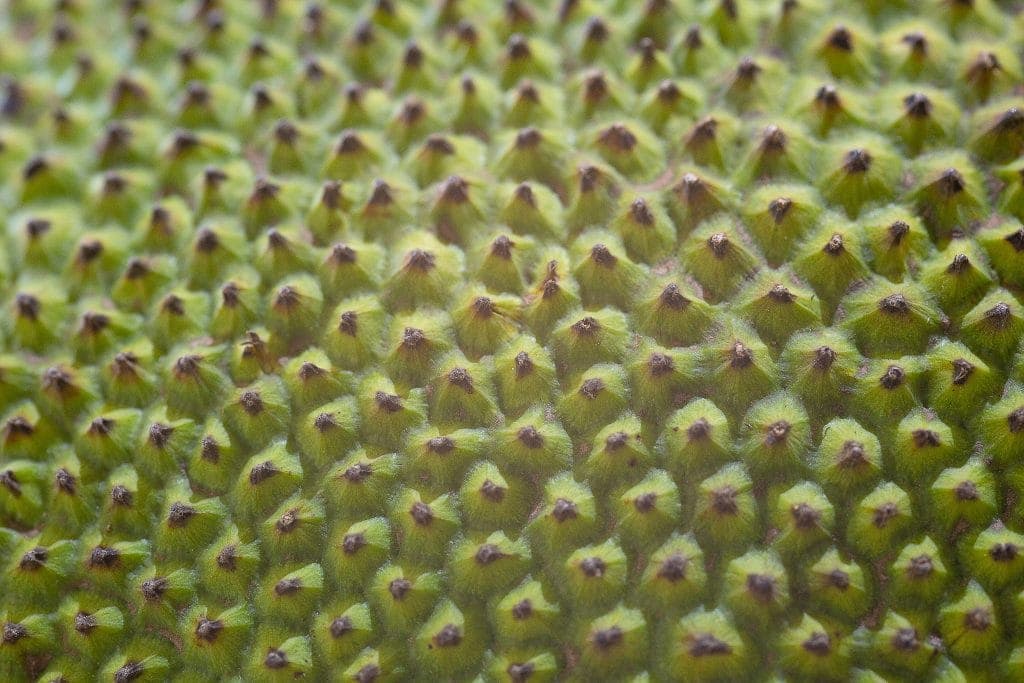 close up of army green jackfruit skin - little prickly bumps everywhere looks like cloves tightly packed and stuck into a ham