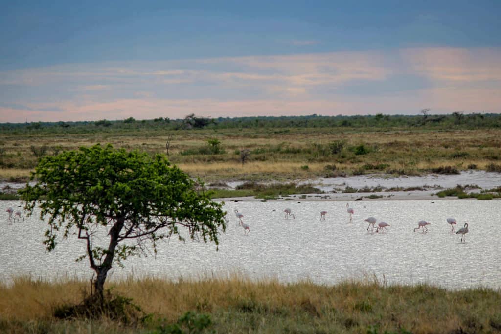 Flamingos Etosha national park