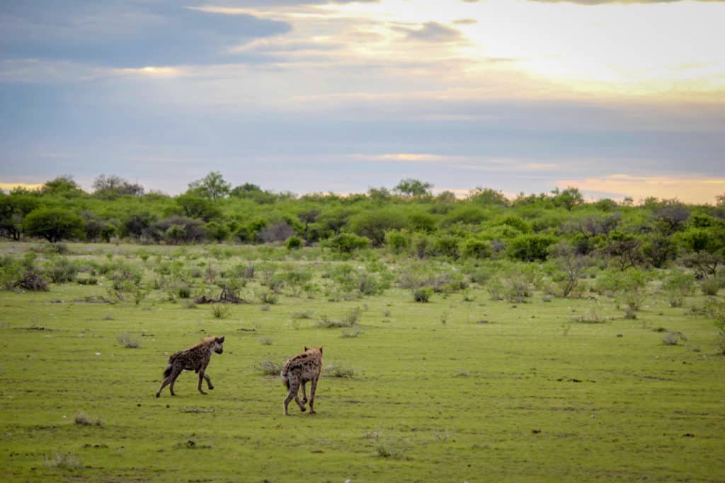Hyena's in Etosha National Park -Namibia