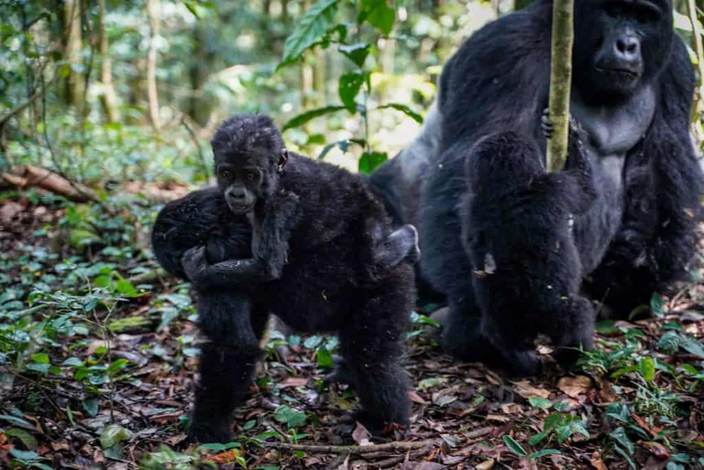 gorilla trek Uganda