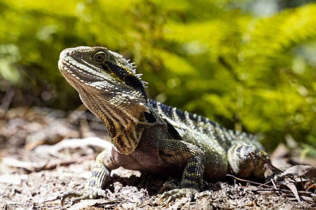 water dragon at Purling Brook falls