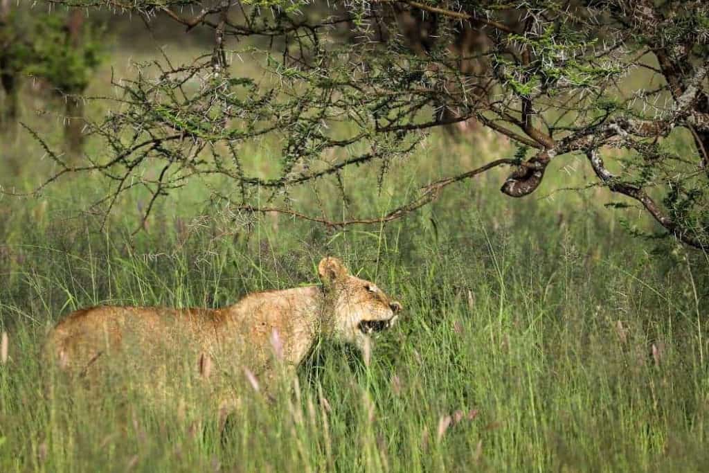 Lioness serengeti bush camp safari