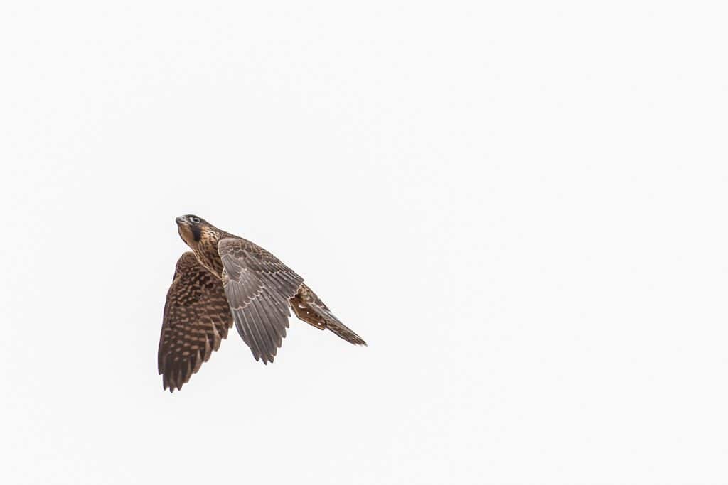 Peregrine Falcon in flight