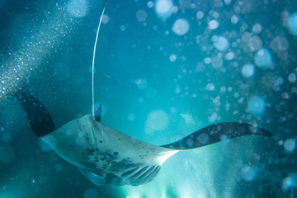 Kona Manta Ray swimming away with tons of plankton all around