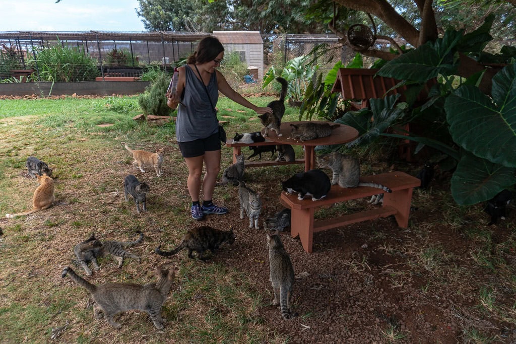 petting about 15 cats at the lanai cat sanctuary