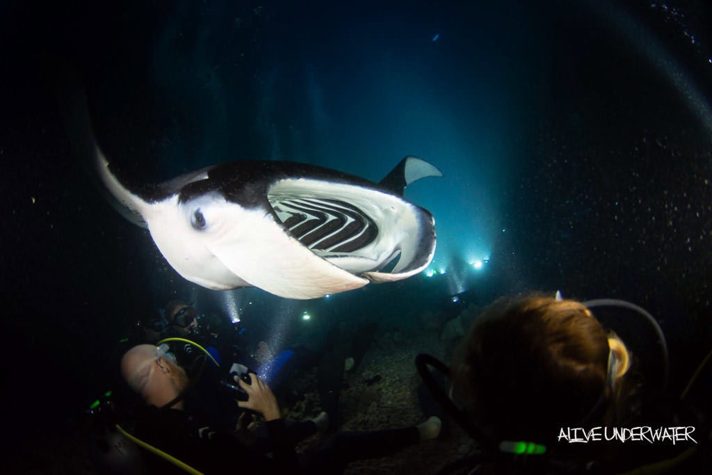 Buddy holding his breathe and ducking his head as a Manta Ray swims directly over him