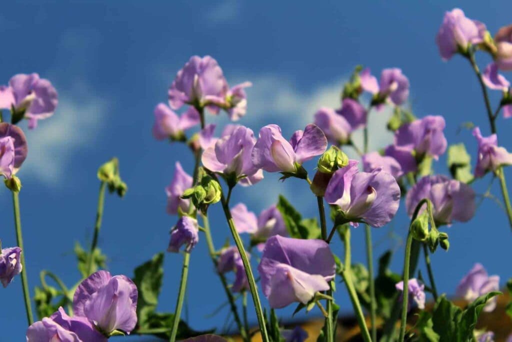 A picture of the hyacinth bean plant.